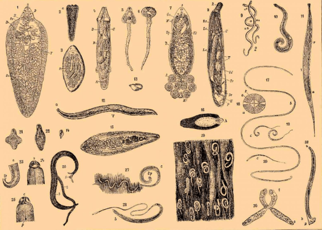 Arten von Parasiten im menschlichen Körper und wo sie leben
